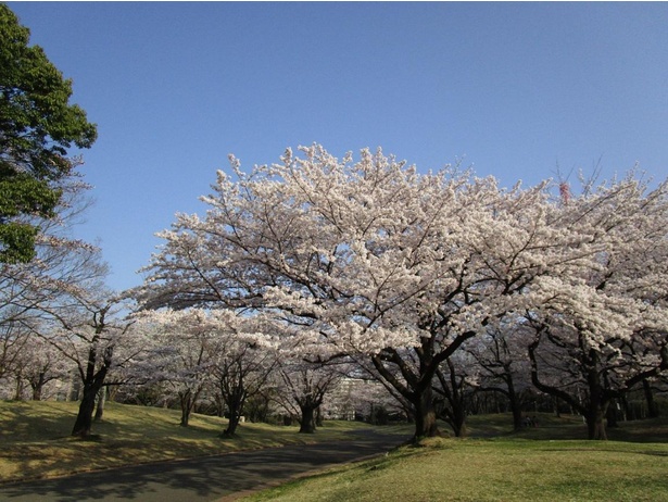 所沢航空記念公園の桜