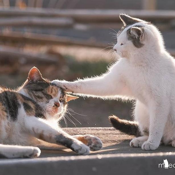 マツガサキエチゴさんが撮影した野良猫6