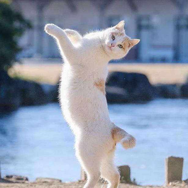 マツガサキエチゴさんが撮影した野良猫9
