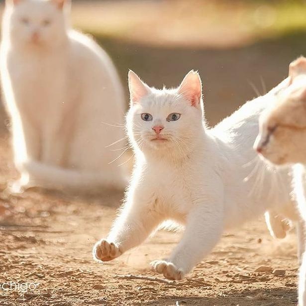 マツガサキエチゴさんが撮影した野良猫21