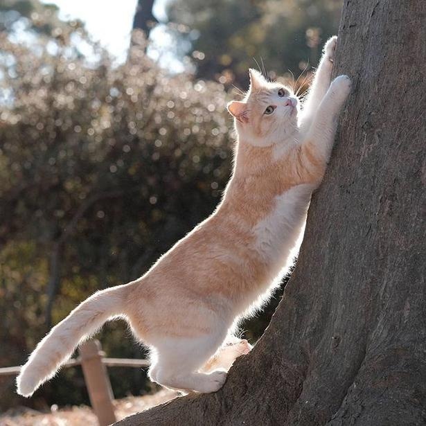 マツガサキエチゴさんが撮影した野良猫12