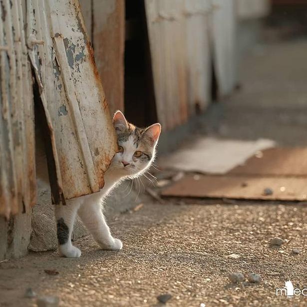 マツガサキエチゴさんが撮影した野良猫10