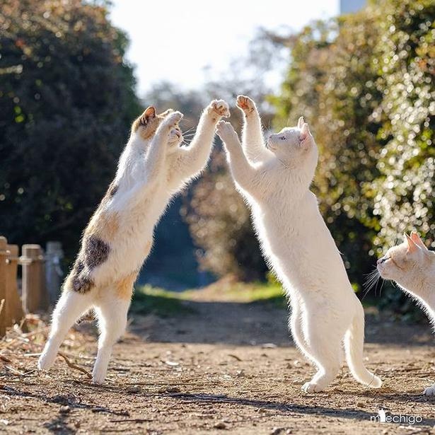 マツガサキエチゴさんが撮影した野良猫17