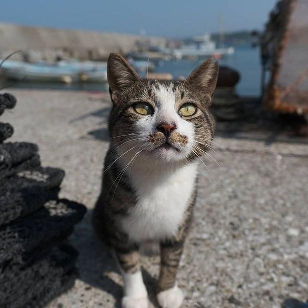 マツガサキエチゴさんが撮影した野良猫13