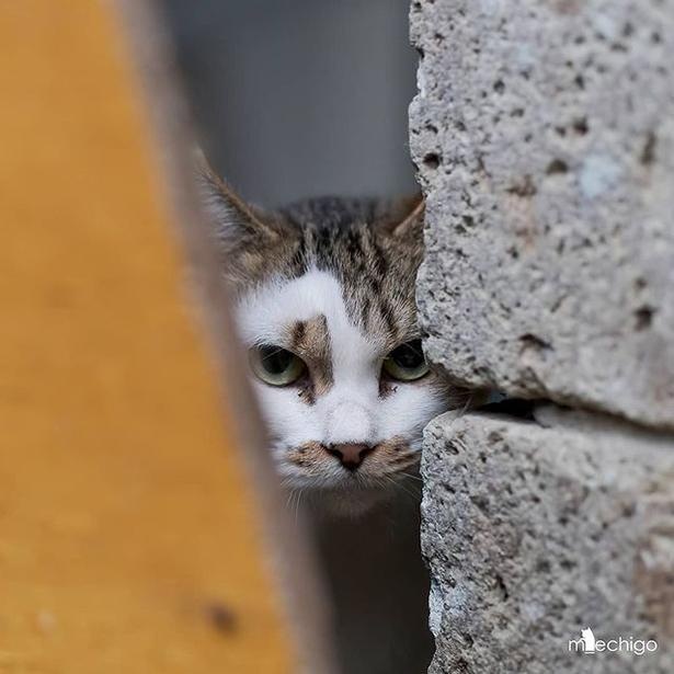 マツガサキエチゴさんが撮影した野良猫18