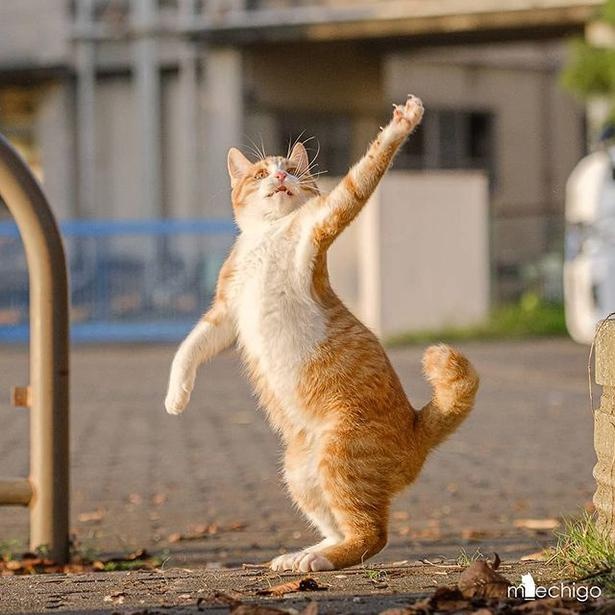 マツガサキエチゴさんが撮影した野良猫19