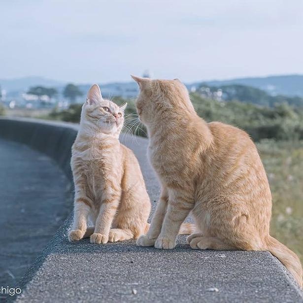 マツガサキエチゴさんが撮影した野良猫14