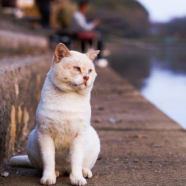 マツガサキエチゴさんが撮影した野良猫23