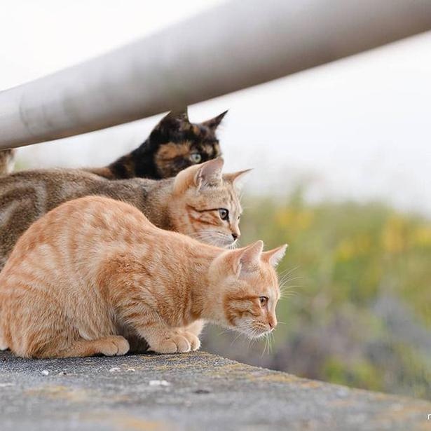 マツガサキエチゴさんが撮影した野良猫24