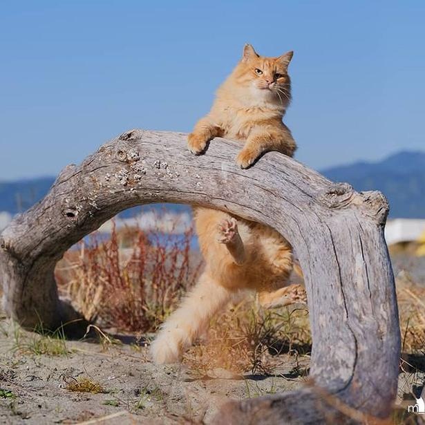マツガサキエチゴさんが撮影した野良猫25