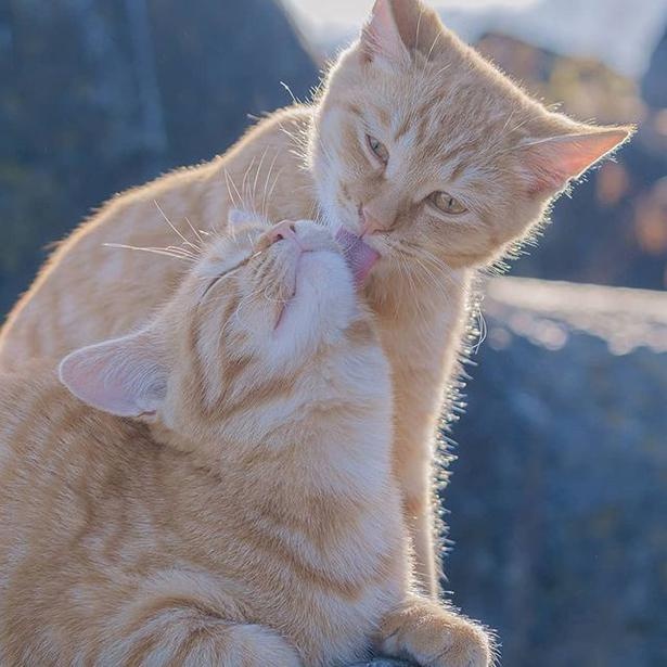 マツガサキエチゴさんが撮影した野良猫26