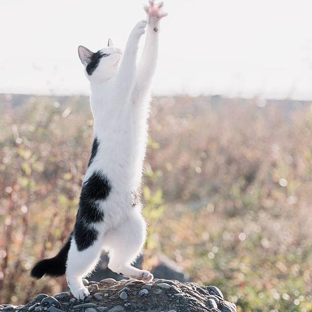 マツガサキエチゴさんが撮影した野良猫29