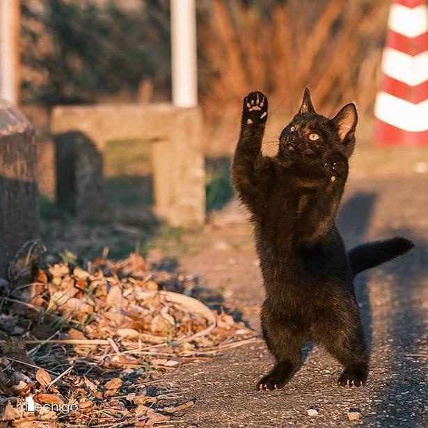 マツガサキエチゴさんが撮影した野良猫30