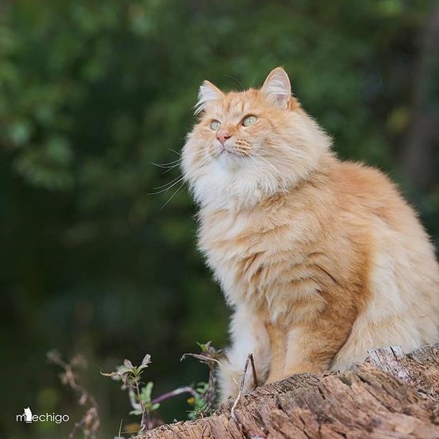 マツガサキエチゴさんが撮影した野良猫31