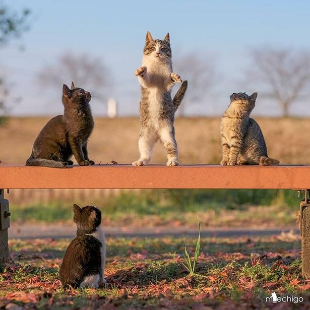 マツガサキエチゴさんが撮影した野良猫32