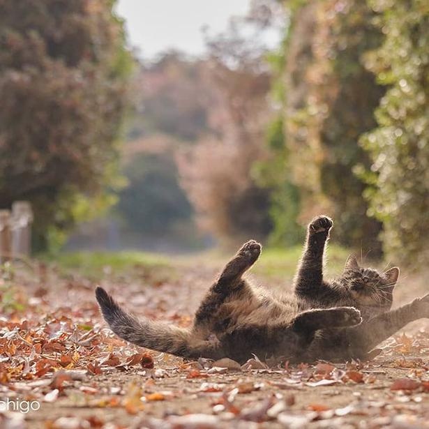 マツガサキエチゴさんが撮影した野良猫34