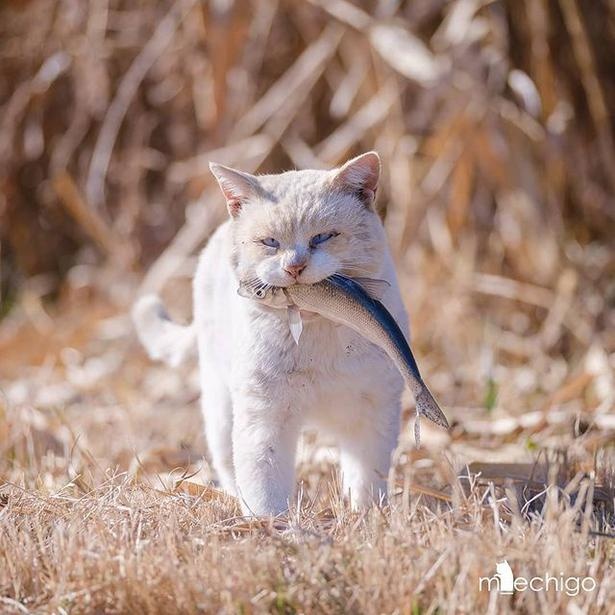 マツガサキエチゴさんが撮影した野良猫3