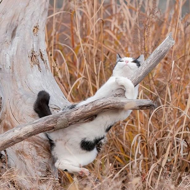 マツガサキエチゴさんが撮影した野良猫35