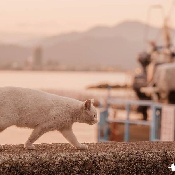 マツガサキエチゴさんが撮影した野良猫36