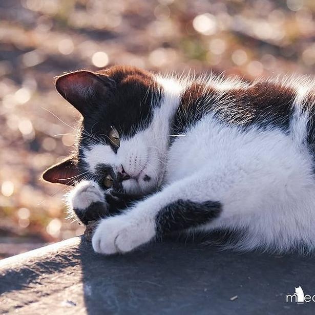 マツガサキエチゴさんが撮影した野良猫37