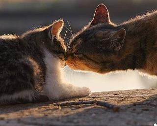 自然下で力強く生きる猫たちの躍動感がすごい！野良猫を撮り続ける撮影者にインタビュー