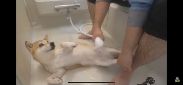 「もう、終わり？」と飼い主さんに目線を送る小春ちゃん