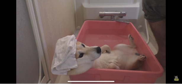 気持いいのはわかるけど…。小春ちゃん！足！足！開きすぎ！