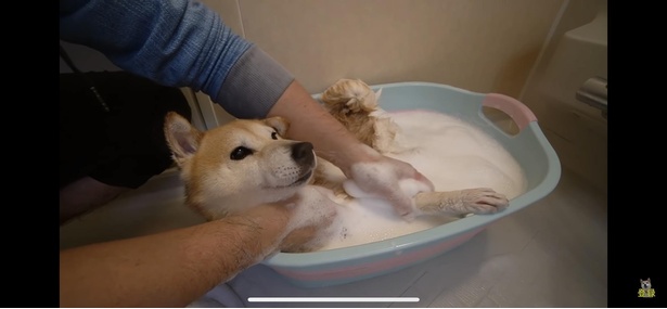 飼い主さんが、まるで赤ちゃんの沐浴をする新米パパに見えてくるから不思議