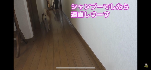 本当のところ、シャンプーはあまりお好きじゃないようで(笑)