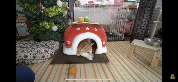 シャンプーされるのって意外と疲れるのよね。お風呂上がりはこたつでのんびりが一番