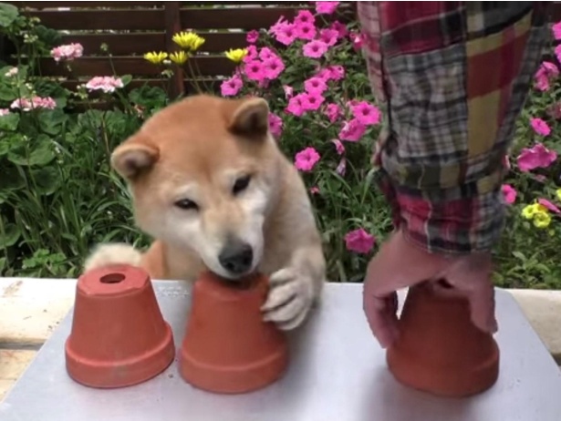 柴犬小春ちゃんの 全力ハウス や 脱出劇 に萌えずにはいられない ウォーカープラス