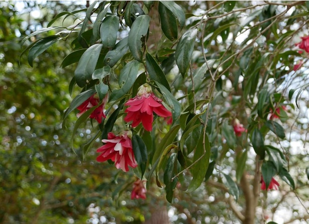 目を引く花姿と枝垂れ咲きという特性をもつ珍種の「孔雀椿」
