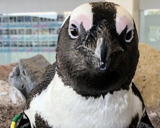 「京都ペンギン相関図」最新版公開！ケープペンギン59羽のドロドロ恋模様に新展開が