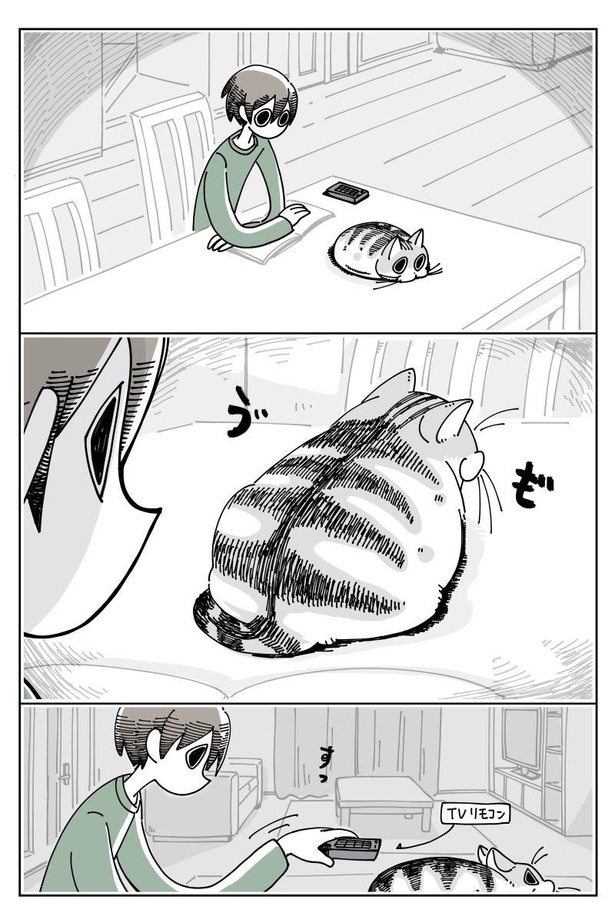 「ネコに乗せたくなる」