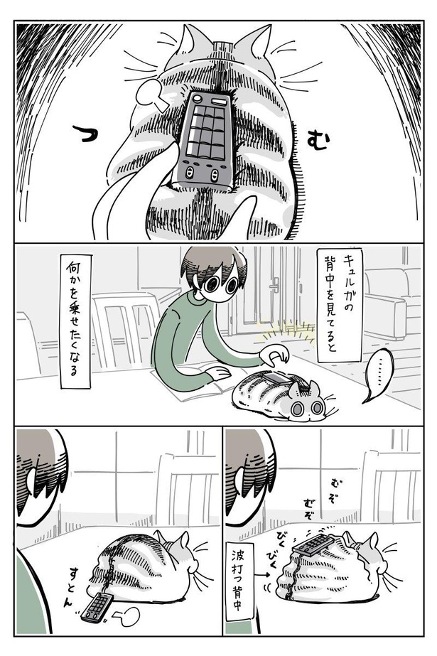「ネコに乗せたくなる」