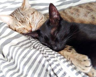 黒猫の成長記録に11万人が感動！捨て猫との日々をつづる「仔猫を拾ったので」