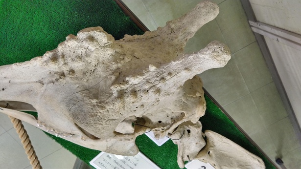 キリンの頭骨標本。頭骨から角が出ているので骨であることがわかる