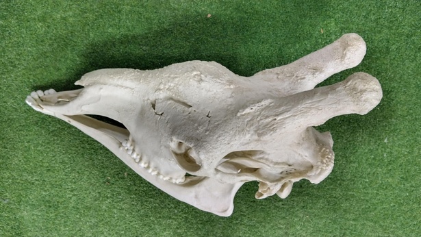 キリンの頭骨標本(レプリカ)