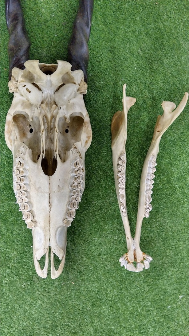 エランドの頭骨の標本。左が上顎、右が下顎の骨