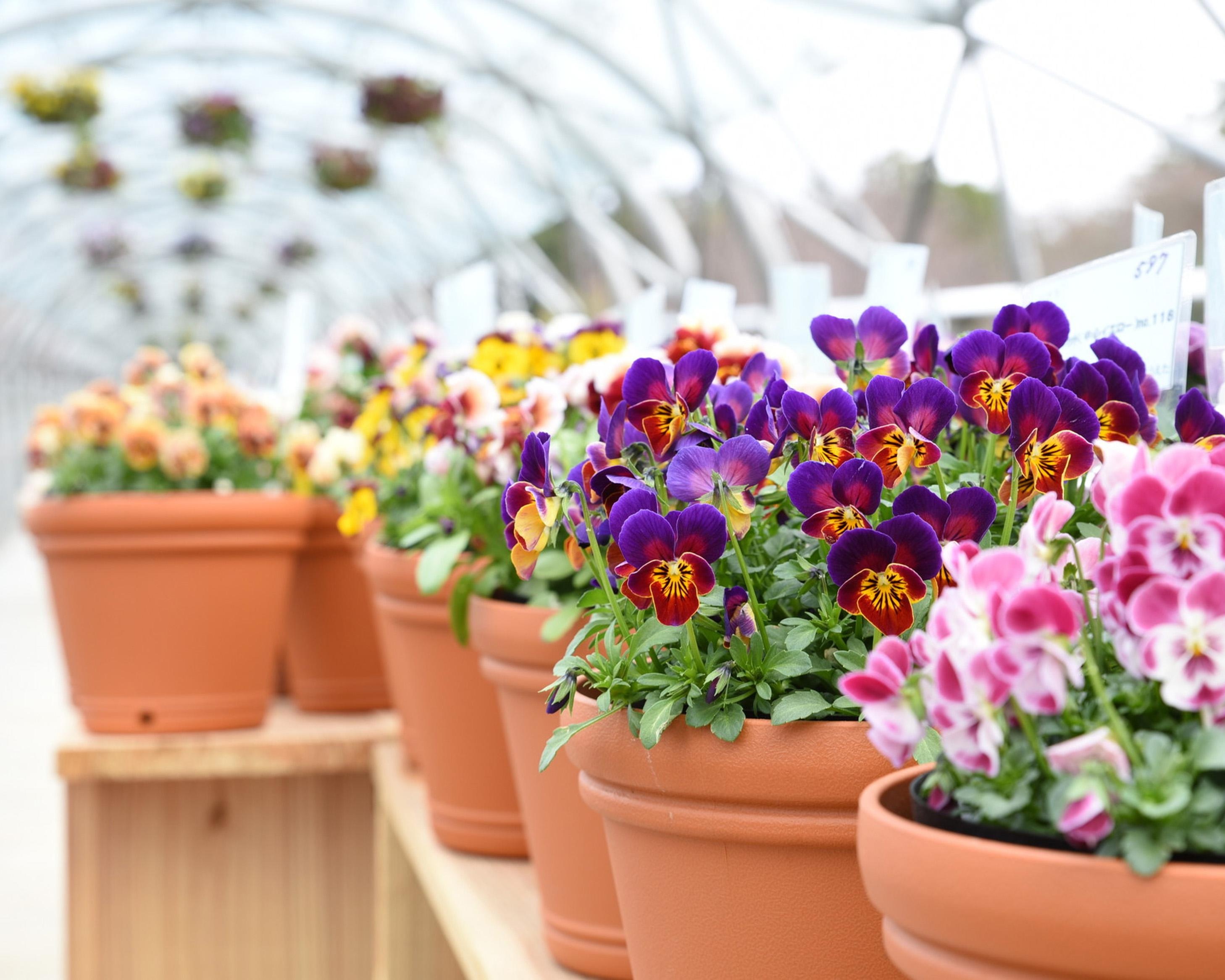 国内最大規模の500品種・系統超え、鳥取県西伯郡のとっとり花回廊で「パンジー・ビオラ展」開催