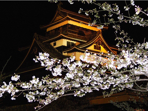 【写真】ライトアップされた松江城と夜桜はとても幻想的