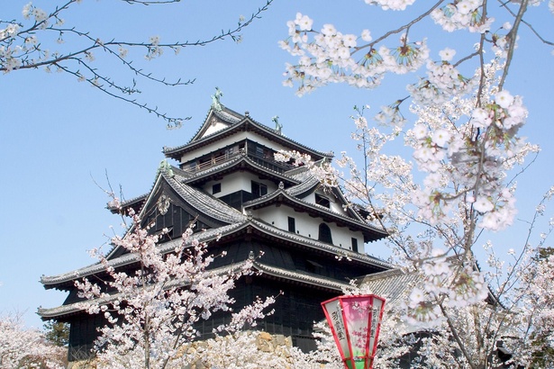 貴重な現存天守を誇る松江城と桜の優雅な光景は必見