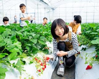 おいしいいちごに出会える、熊本県熊本市の観光農園 吉次園で「いちご狩り」が開催中