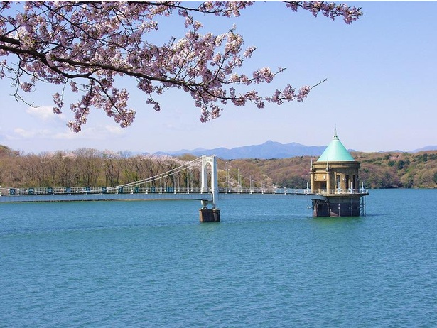 【写真】湖の手前に咲く桜もいいが、対岸で咲き誇る桜のピンクもきれいに見える