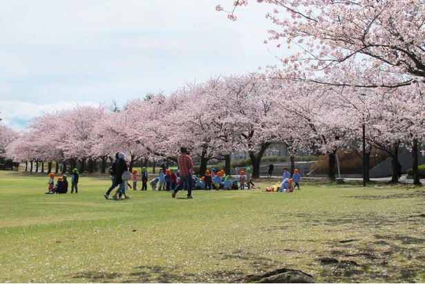 芝生広場は広いうえに、桜もたくさんあるので、ゆったり眺められる(写真は数年前の様子)