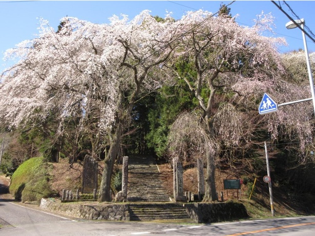 【写真】満開の時期になると、小松寺の入り口から境内まで多くのしだれ桜が咲き乱れる