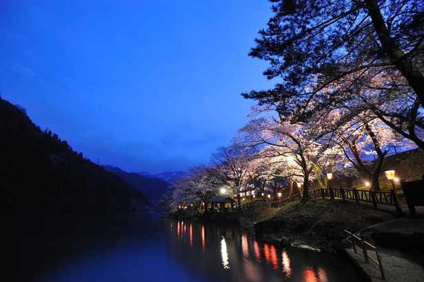 【写真】夜桜は幻想的な雰囲気