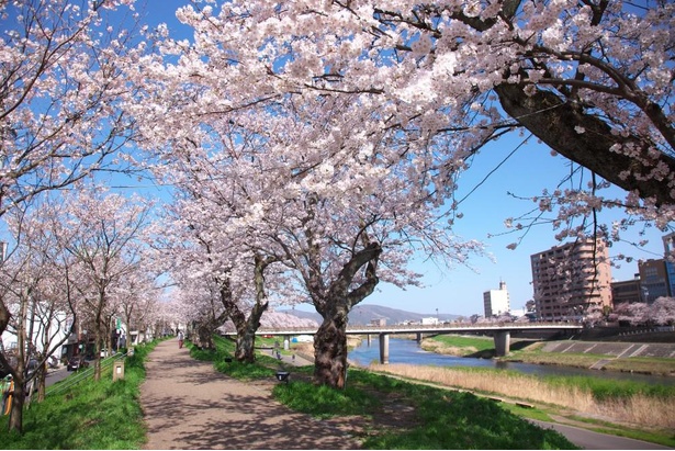 足羽川の両岸に桜が並ぶ