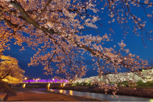 【写真】ライトアップ期間はさまざまな色が当てられることで、桜の見え方が違ってくる