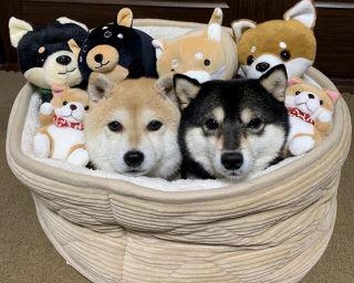 日本全国を旅する豆柴のなつ＆ふゆ。北海道へ絶景や離島を巡る旅に！